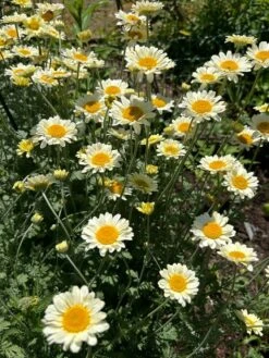 Färber-Hundskamille 'Sauce Hollandaise' -Edelrosen Geschaft faerber hundskamille sauce hollandaise m057055 1472016 0