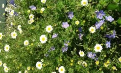 Färber-Hundskamille 'Sauce Hollandaise' -Edelrosen Geschaft faerber hundskamille sauce hollandaise m057055 672480 0