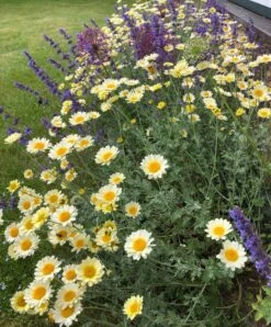 Färber-Hundskamille 'Sauce Hollandaise' -Edelrosen Geschaft faerber hundskamille sauce hollandaise m057055 986581 0