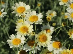 Färber-Hundskamille 'Sauce Hollandaise' -Edelrosen Geschaft faerber hundskamille sauce hollandaise m057055 w 0