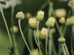 Färber-Hundskamille 'Sauce Hollandaise' -Edelrosen Geschaft faerber hundskamille sauce hollandaise m057055 w 1