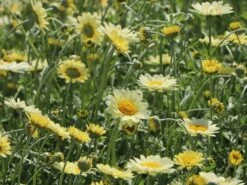 Färber-Hundskamille 'Sauce Hollandaise' -Edelrosen Geschaft faerber hundskamille sauce hollandaise m057055 w 10