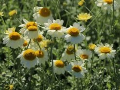 Färber-Hundskamille 'Sauce Hollandaise' -Edelrosen Geschaft faerber hundskamille sauce hollandaise m057055 w 2