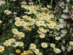 Färber-Hundskamille 'Sauce Hollandaise' -Edelrosen Geschaft faerber hundskamille sauce hollandaise m057055 w 3