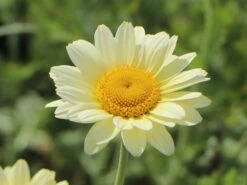 Färber-Hundskamille 'Sauce Hollandaise' -Edelrosen Geschaft faerber hundskamille sauce hollandaise m057055 w 4