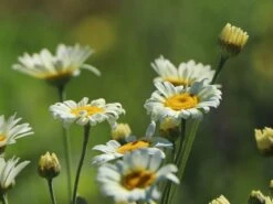 Färber-Hundskamille 'Sauce Hollandaise' -Edelrosen Geschaft faerber hundskamille sauce hollandaise m057055 w 7