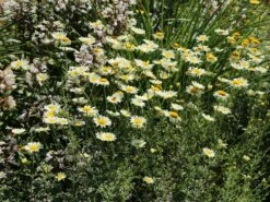 Färber-Hundskamille 'Sauce Hollandaise' -Edelrosen Geschaft faerber hundskamille sauce hollandaise m057055 w 8