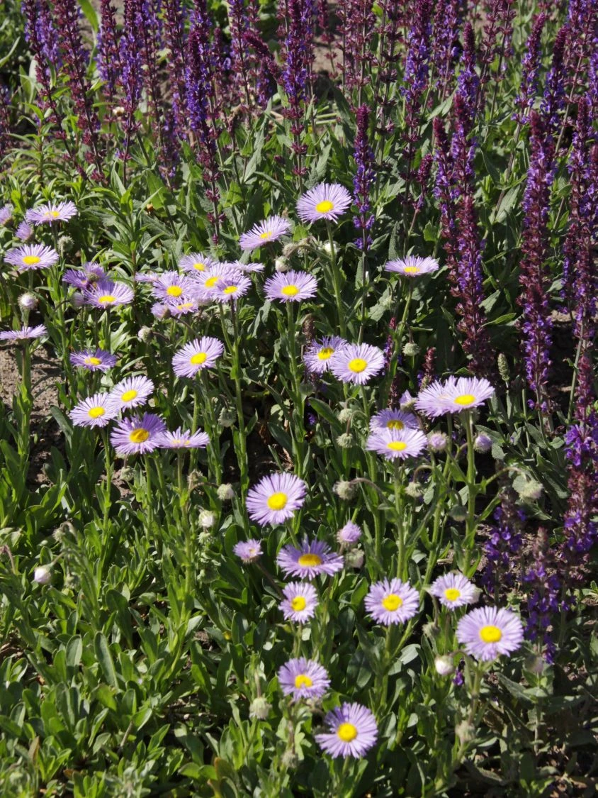 Feinstrahl 'Mrs E.H.Beale' 2 Feinstrahl 'Mrs E.H.Beale' – Bild 2