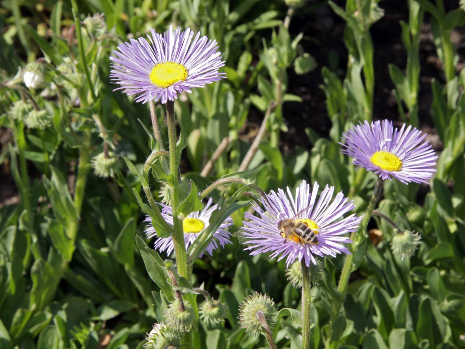 Feinstrahl 'Mrs E.H.Beale' 5 Feinstrahl 'Mrs E.H.Beale' – Bild 5