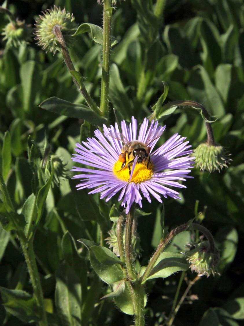 Feinstrahl 'Mrs E.H.Beale' 4 Feinstrahl 'Mrs E.H.Beale' – Bild 4