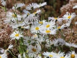 Feinstrahl 'Sommerneuschnee' 12 Feinstrahl 'Sommerneuschnee' -Edelrosen Geschaft feinstrahl sommerneuschnee m058489 w 0