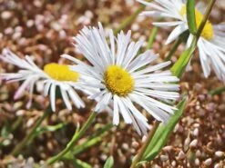 Feinstrahl 'Sommerneuschnee' 14 Feinstrahl 'Sommerneuschnee' -Edelrosen Geschaft feinstrahl sommerneuschnee m058489 w 1