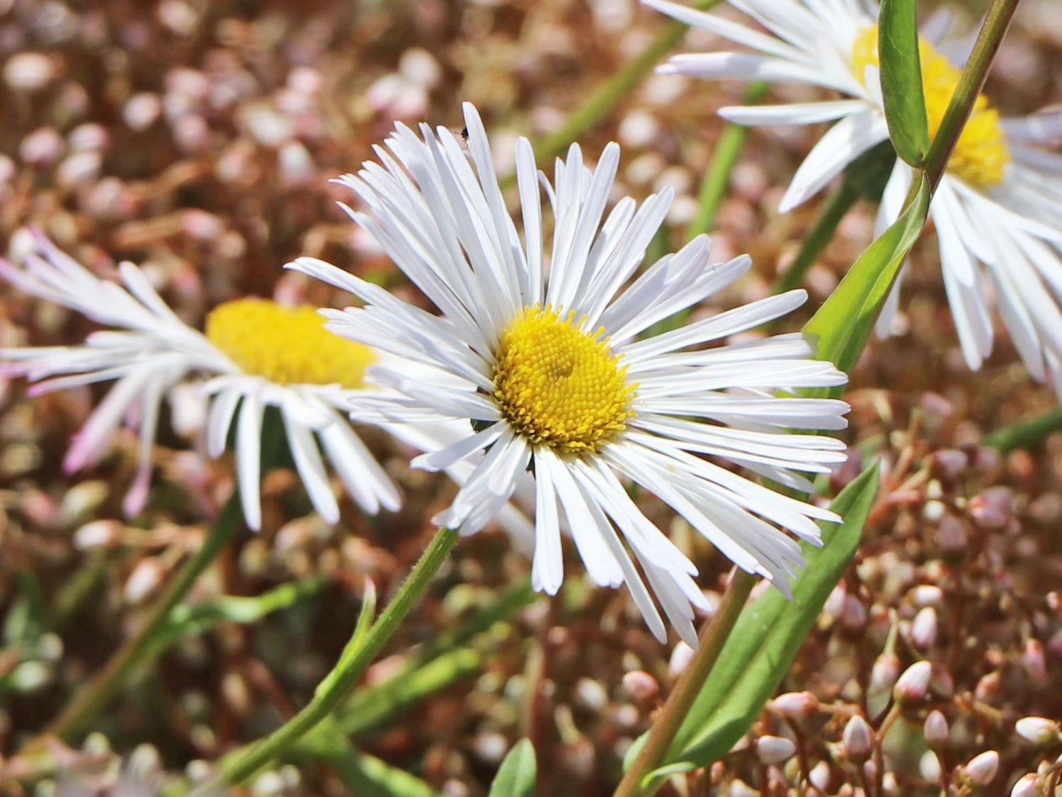 Feinstrahl 'Sommerneuschnee' 7 Feinstrahl 'Sommerneuschnee' – Bild 7