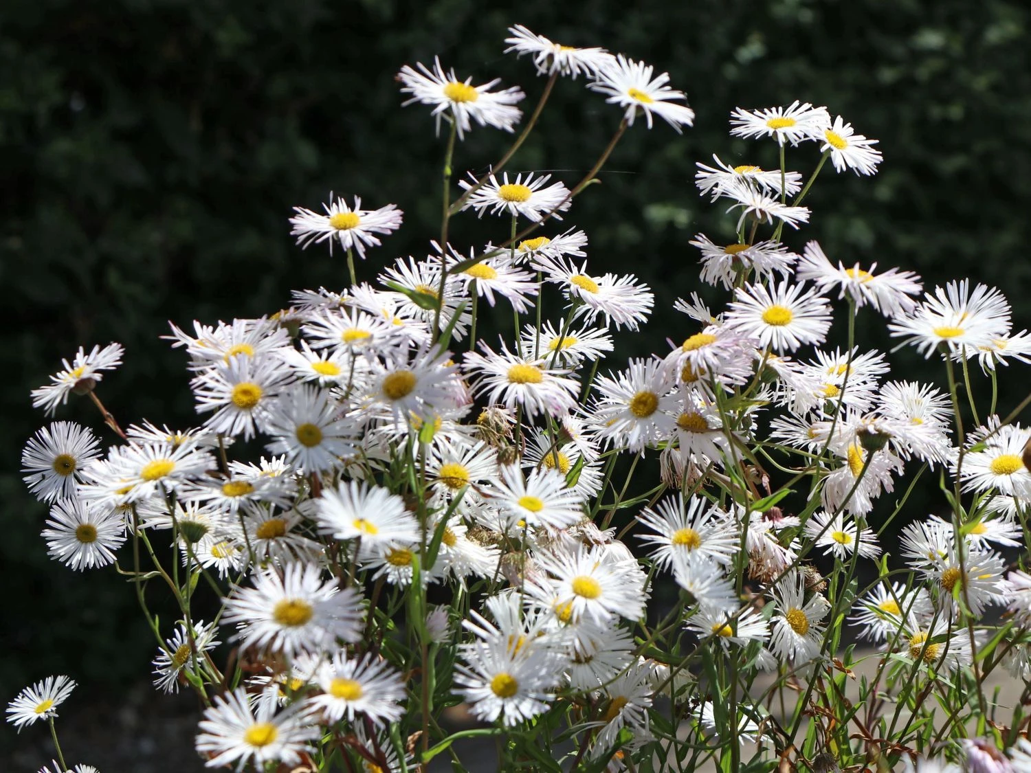 Feinstrahl 'Sommerneuschnee' 6 Feinstrahl 'Sommerneuschnee' – Bild 6