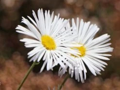 Feinstrahl 'Sommerneuschnee' 11 Feinstrahl 'Sommerneuschnee' -Edelrosen Geschaft feinstrahl sommerneuschnee m058489 w 3