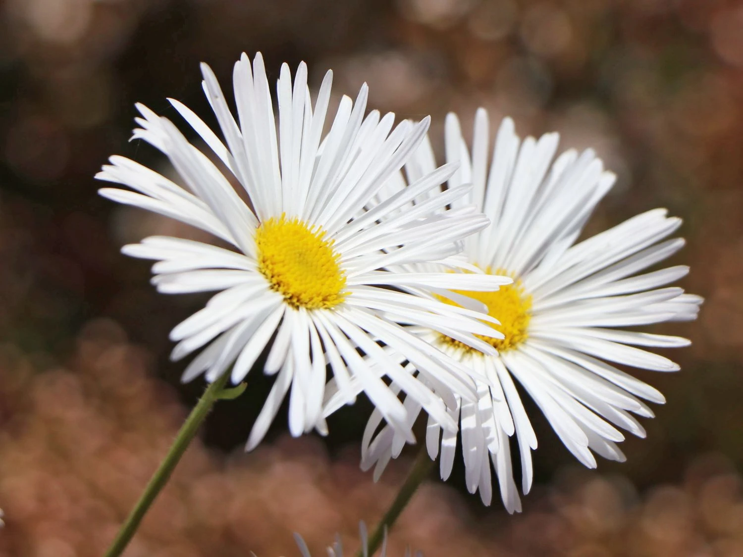 Feinstrahl 'Sommerneuschnee' 4 Feinstrahl 'Sommerneuschnee' – Bild 4