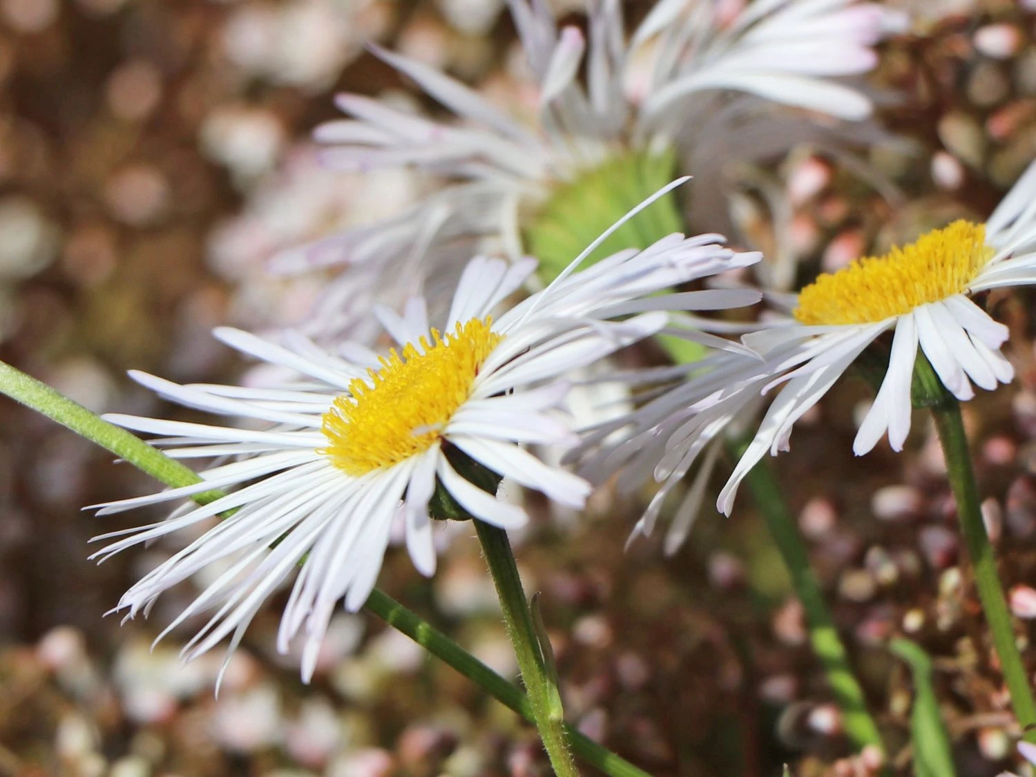 Feinstrahl 'Sommerneuschnee' 3 Feinstrahl 'Sommerneuschnee' – Bild 3