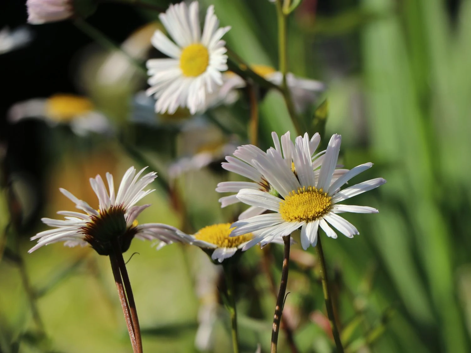 Feinstrahl 'Sommerneuschnee' 2 Feinstrahl 'Sommerneuschnee' – Bild 2