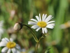 Feinstrahl 'Sommerneuschnee' 15 Feinstrahl 'Sommerneuschnee' -Edelrosen Geschaft feinstrahl sommerneuschnee m058489 w 6