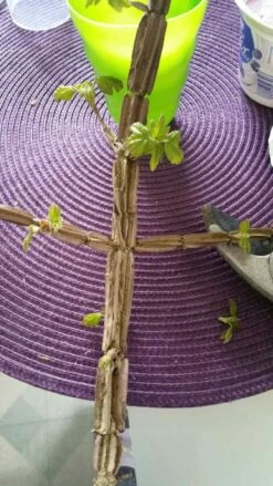 Feldahorn / Maßholder -Edelrosen Geschaft feldahorn massholder acer campestre m000002 784627 0