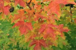 Feldahorn / Maßholder -Edelrosen Geschaft feldahorn massholder m000002 587357 0