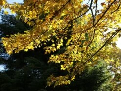 Feldahorn / Maßholder