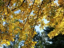 Feldahorn / Maßholder -Edelrosen Geschaft feldahorn massholder m000002 w 0