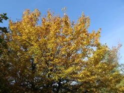 Feldahorn / Maßholder -Edelrosen Geschaft feldahorn massholder m000002 w 1