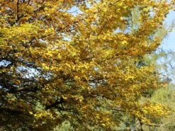 Feldahorn / Maßholder -Edelrosen Geschaft feldahorn massholder m000002 w 2