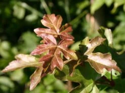 Feldahorn / Maßholder -Edelrosen Geschaft feldahorn massholder m000002 w 4