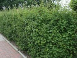 Feldahorn / Maßholder -Edelrosen Geschaft feldahorn massholder m000002 w 5