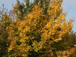 Feldahorn / Maßholder -Edelrosen Geschaft feldahorn massholder m000002 w 6