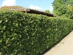 Feldahorn / Maßholder -Edelrosen Geschaft feldahorn massholder m000002 w 8