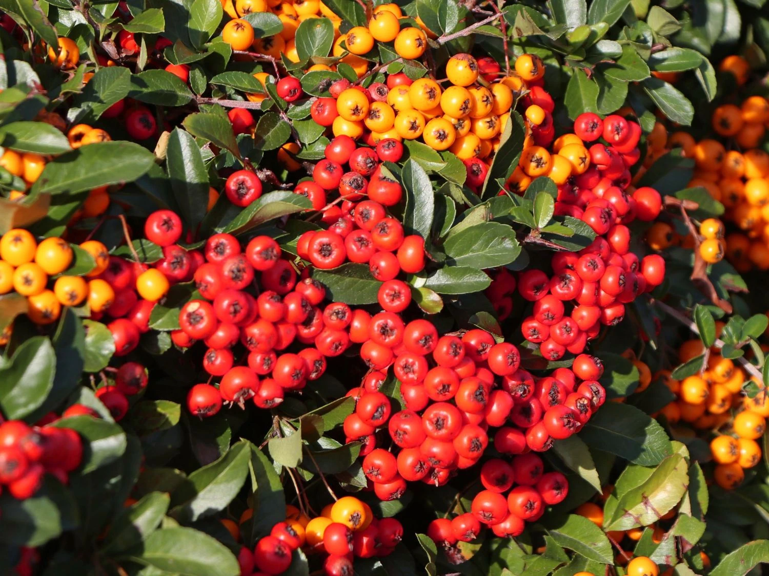 Feuerdorn 'Red Cushion' 2 Feuerdorn 'Red Cushion' – Bild 2