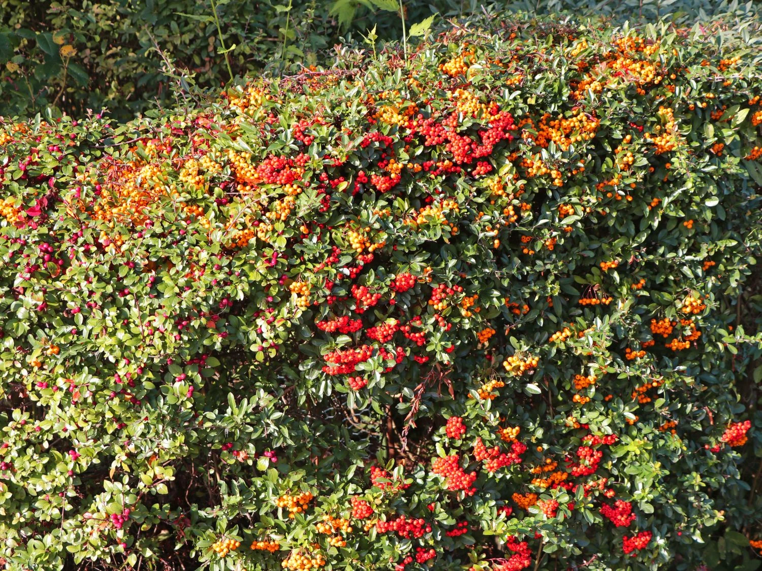 Feuerdorn 'Red Cushion' 3 Feuerdorn 'Red Cushion' – Bild 3