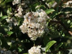 Feuerdorn 'Red Cushion' 7 Feuerdorn 'Red Cushion' -Edelrosen Geschaft feuerdorn red cushion m063187 w 2