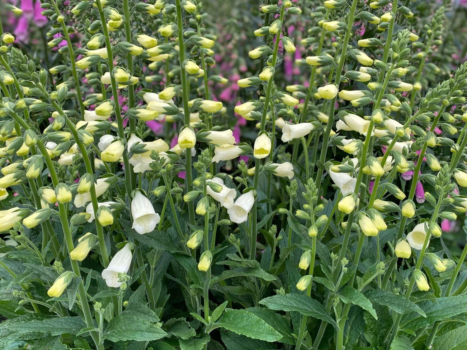 Fingerhut 'Lucas White' 1 Fingerhut 'Lucas White'