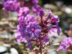 Flammenblume 'Olympus' ® -Edelrosen Geschaft flammenblume olympus m124050 w 0