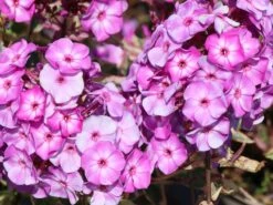 Flammenblume 'Olympus' ® -Edelrosen Geschaft flammenblume olympus m124050 w 1