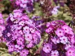 Flammenblume 'Olympus' ® -Edelrosen Geschaft flammenblume olympus m124050 w 3