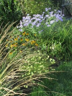 Frikarts Aster 'Mönch' -Edelrosen Geschaft frikarts aster moench m061672 511165 0