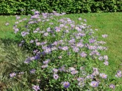 Frikarts Aster 'Mönch'