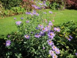 Frikarts Aster 'Mönch' -Edelrosen Geschaft frikarts aster moench m061672 w 0