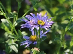 Frikarts Aster 'Mönch' -Edelrosen Geschaft frikarts aster moench m061672 w 2