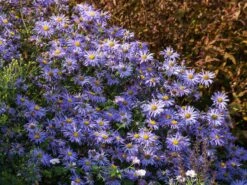 Frikarts Aster 'Mönch' -Edelrosen Geschaft frikarts aster moench m061672 w 3