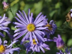 Frikarts Aster 'Mönch' -Edelrosen Geschaft frikarts aster moench m061672 w 5