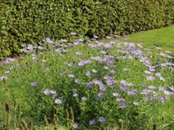 Frikarts Aster 'Mönch' -Edelrosen Geschaft frikarts aster moench m061672 w 6