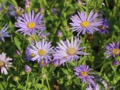 Frikarts Aster 'Mönch' -Edelrosen Geschaft frikarts aster moench m061672 w 7