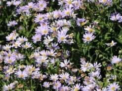 Frikarts Aster 'Mönch' -Edelrosen Geschaft frikarts aster moench m061672 w 9