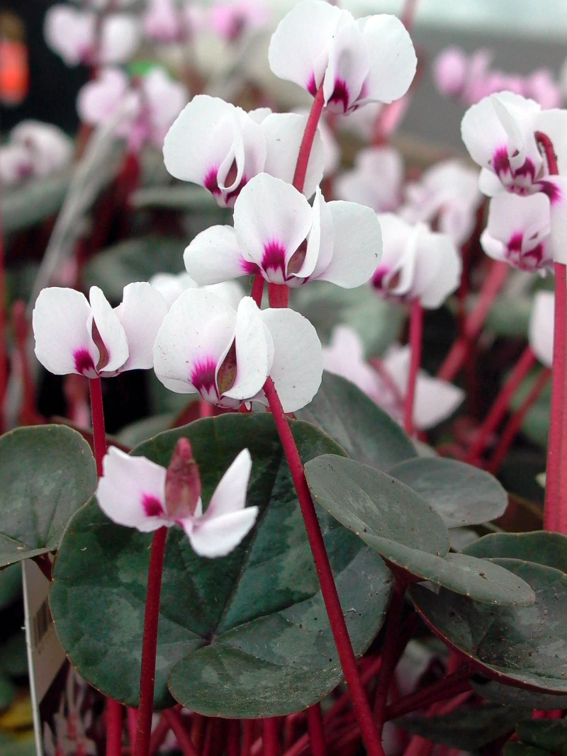 Frühlings Alpenveilchen 'Album' 2 Frühlings Alpenveilchen 'Album' – Bild 2